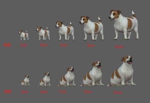 宏楊科技 - 真狗公仔製作 宏楊科技 - 真狗公仔製作