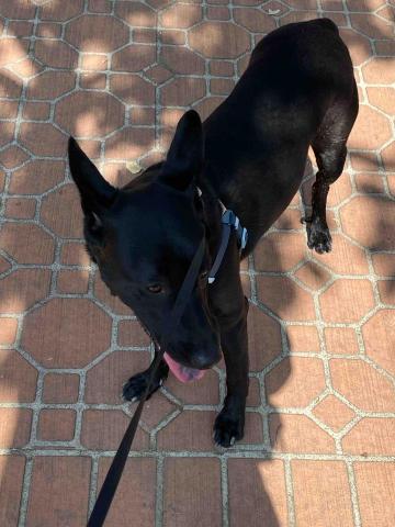 Goodday客製化寵物保姆 - 