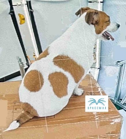 宏楊科技 - 真狗拍照 宏楊科技 - 真狗拍照