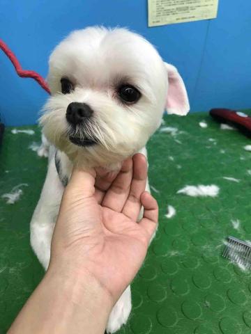 巧_到府寵物美容～ - 瑪爾大修