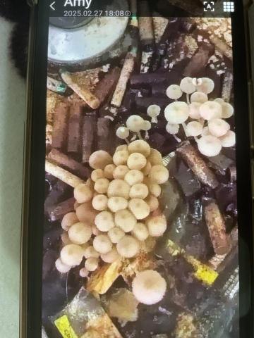 和昌清潔工作室 - 洗手間長菇了