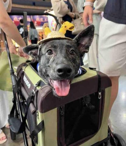 李 - 剛滿一歲的小木木～從幼犬養到現在
目前會的技能：坐下 拜託 握手 擊掌