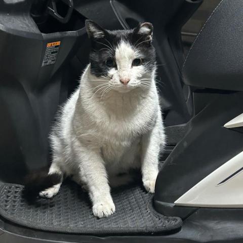 提供iphonese重置服務的專家starpalz