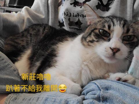 DONG - 新莊的糖貓 嚕嚕， 愛撒嬌 打針很乖不掙扎