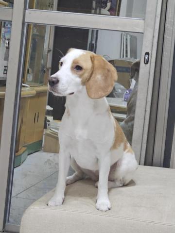 藝奇寵物住宿/安親 - 