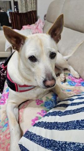 藝奇寵物住宿/安親 - 