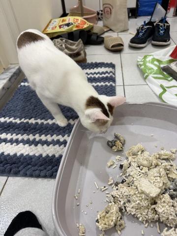 小花❤️動物之家志工🫶經驗豐富、安心託付👌 - 顧客的喵喵認真監督中