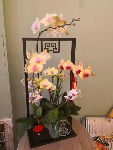 花手作品生活 - 蘭花組合盆栽