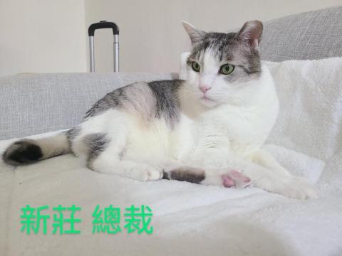 DONG - 新莊到府貓貓 總裁 