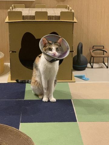 小花❤️動物之家志工🫶經驗豐富、安心託付👌 - 鼻胃管特殊照護的喵喵