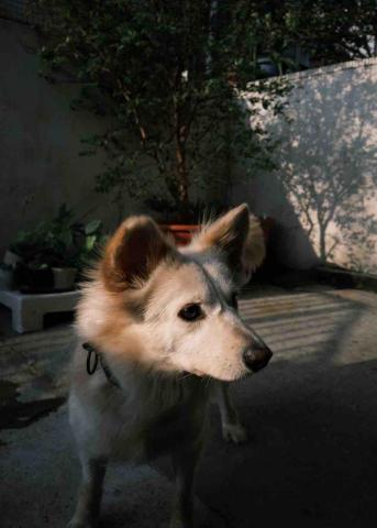 Larry - 我的狗狗 為了他來兼職賺奶粉錢