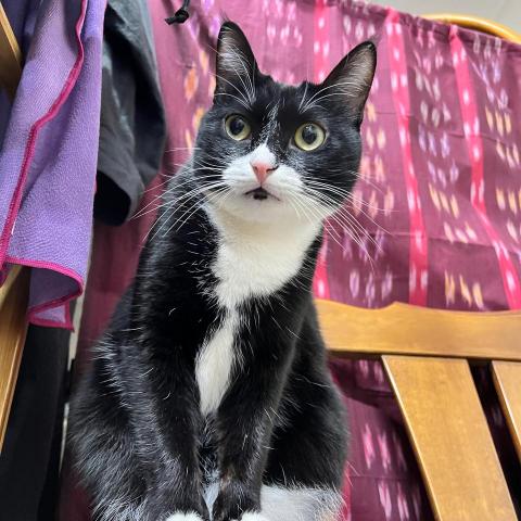 提供遛狗服務的專家Mimi Ho