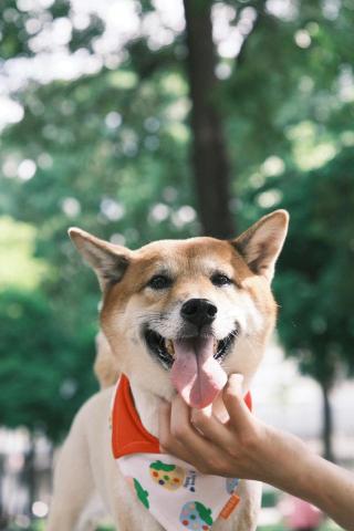 Pei攝影 - 寵物寫真