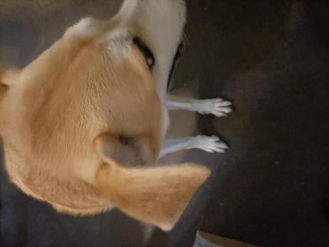 提供231服務的專家林岳璋