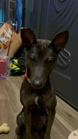 愛心寵物褓母 - 