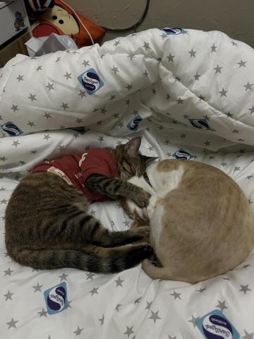 提供打工服務的專家朱宣任