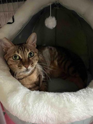 鄭芳昀 -  我家可愛的貓貓?