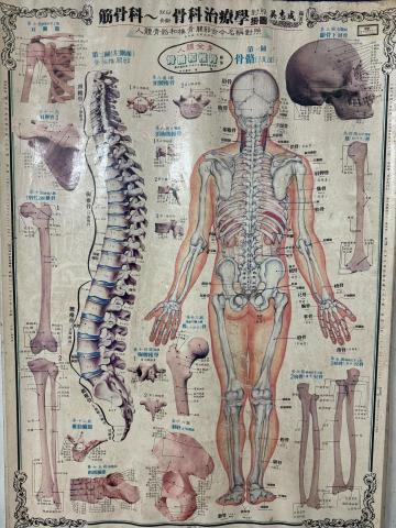 得康傳統整復所 - 人體骨骼圖 得康傳統整復所 - 人體骨骼圖
