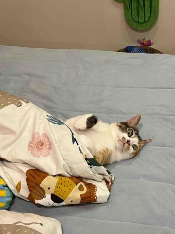 鄭芳昀 - 我家可愛的貓貓?