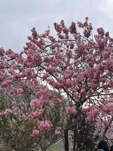 林智源 - 石棹櫻之道