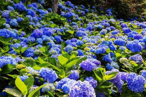 林智源 - 杉林溪