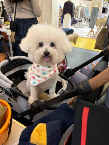 Ruru - 家裡養過的比熊