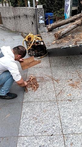 阿偉園藝修剪 - 