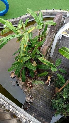 阿偉園藝修剪 - 移樹