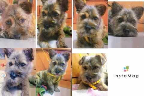 Ruru - 學生時期撿到的流浪狗