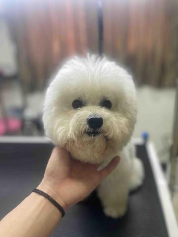 吉寶寵物美容 - 