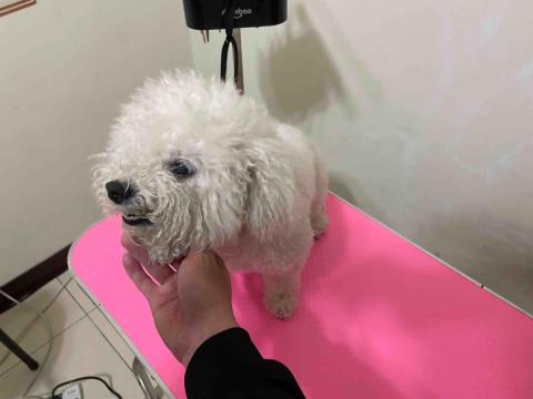 吉寶寵物美容 - 