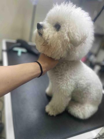 吉寶寵物美容 - 