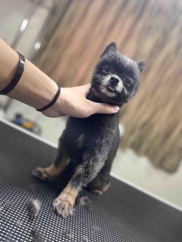 吉寶寵物美容 - 