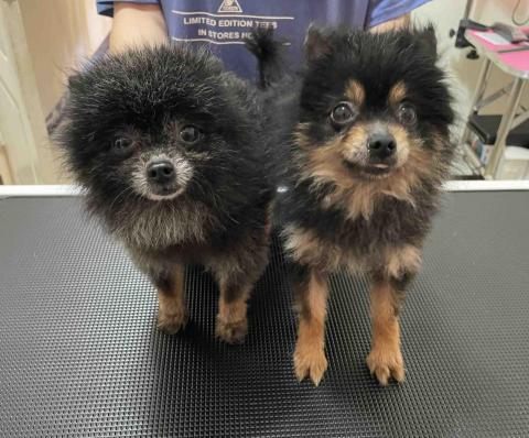 吉寶寵物美容 - 