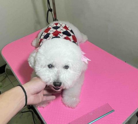 吉寶寵物美容 - 