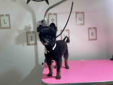 吉寶寵物美容 - 