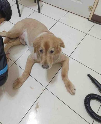 吉寶寵物美容 - 