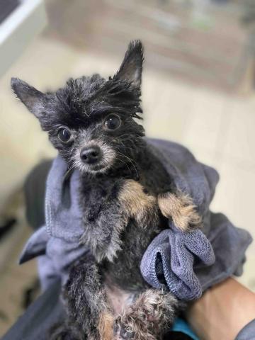 吉寶寵物美容 - 