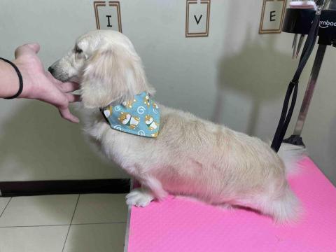 吉寶寵物美容 - 