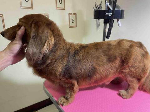 吉寶寵物美容 - 