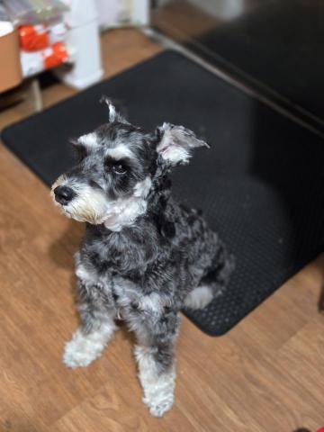 郭晉 - 客戶寄養雪納瑞