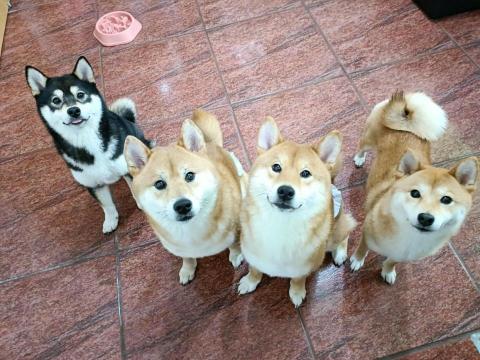 寵物日住/安親/散步等❣️寵物專車🚗到府接送🏡 - 四隻柴犬大家庭❤️10天