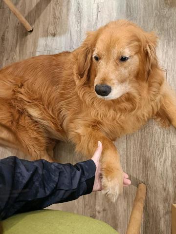 寵物日住/安親/散步等❣️寵物專車🚗到府接送🏡 - 