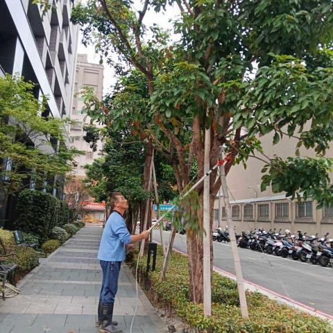 菖曜園藝 - 樹枝修剪