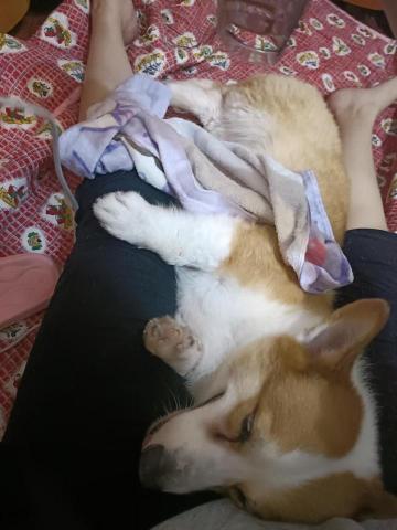 寵物日住/安親/散步等❣️寵物專車🚗到府接送🏡 - 全程手吹（美容洗澡）科技揪等,舒服到睡著?