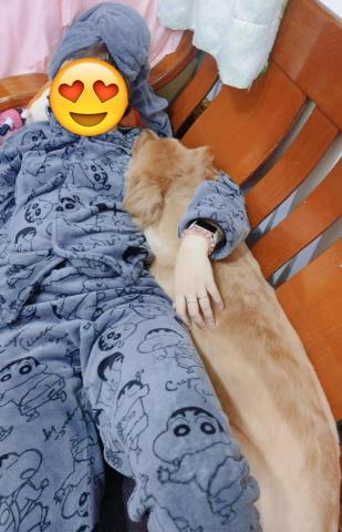 寵物日住/安親/散步等❣️寵物專車🚗到府接送🏡 - 超愛撒嬌黃金獵犬（奧斯卡）擠好擠滿?