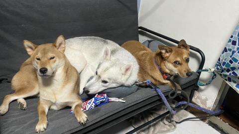 黃品超 - 飼養寵物