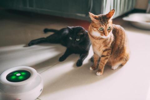 攝影師 Kris Lin - 我們家的貓咪