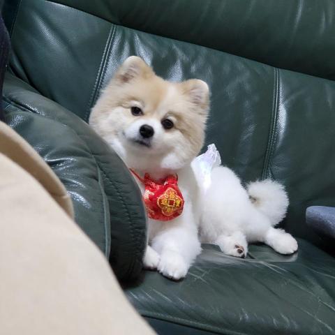 麥麥 - 新年快樂!! ________來自小狗的祝賀