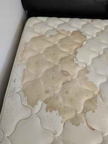 剋蟎博士 - 污漬、發霉處理前